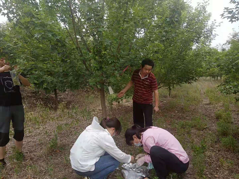 與山東農(nóng)科院合作研究元寶楓良種選育及繁育項(xiàng)目